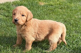 Goldendoodle - 3