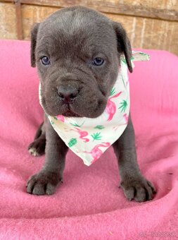 Cane corso šteniatka - 3