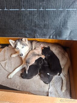 Šteniatka Husky - 3