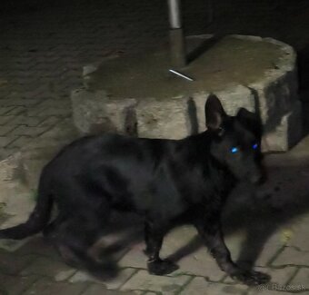 Nemecký ovčiak ok - 3