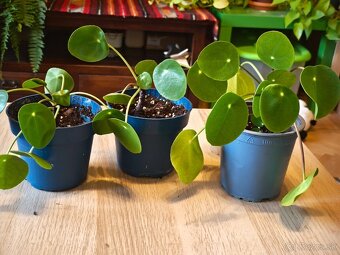 Alocasia silver dragon a Pilea - 3