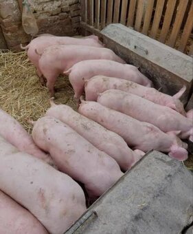 Ponúkam na predaj prasatá - 3