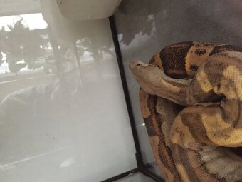 Predám Samicu Velhada Kráľovského - 3