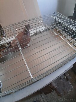 Predam postove holuby - 3