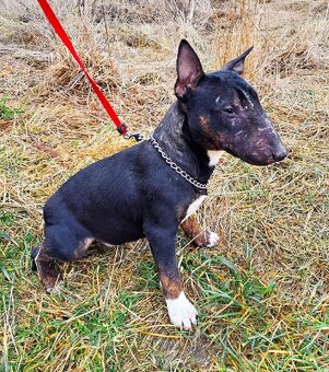 Miniatúrny bulteriér - 3