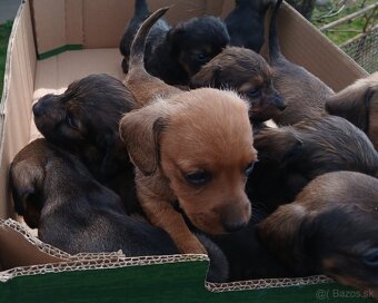 Jazvečik Predam šteniatka - 3