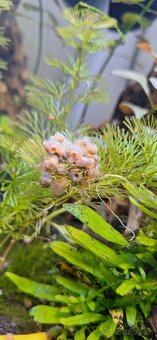 Planorbarius sp.-Kotuľka - 3