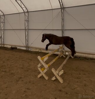 Pony kobylka k detom - 3
