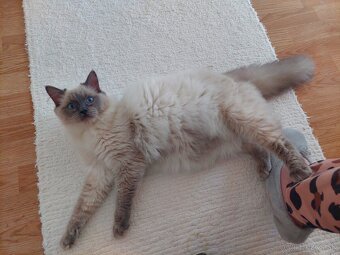 Ragdoll kocur - 3