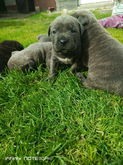 Cane Corso - 3