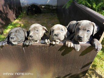 Cane Corso - FENKY - 3