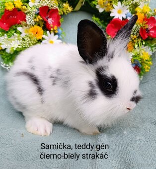 Zakrslé ( zdrobnené) králiky s VP rôzne mláďatká - 3