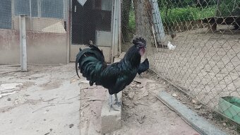 Ayam Cemani - 3