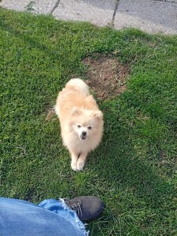 Oranžový špic -Pomeranian - 3