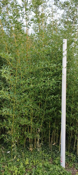 Mrazuvzdorný bambus - 3