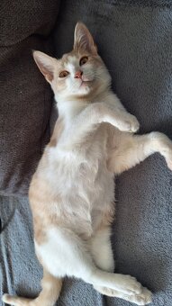 Darujem mačiatka - 3