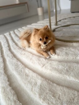 Pomeranian / špic - 3