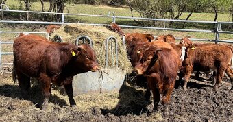 Predám býčky, býky - 3