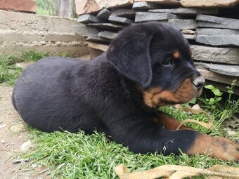 Rottweiler, Rotvajler, RTW - posledný psík - 3