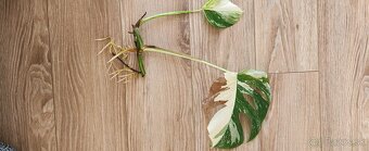 Albo variegata monstera - 3