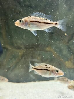 Tyranochromis - 3