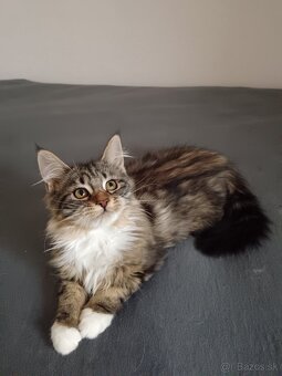 Maine coon - 3