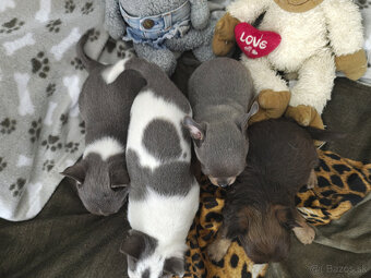 Čivavy na predaj -modrá, biela, čokoladová - 3