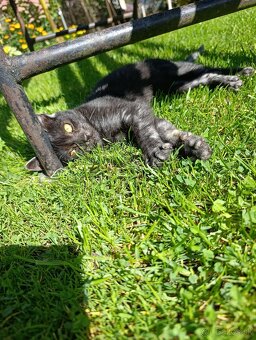 Darujem mačiatka mačičky - 3