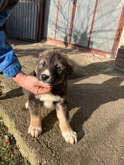 Stredoázijský ovčiak  SAO - 3