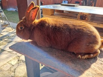 Novozélandský červený - 3