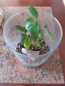 Predám otvorené rastlinné terárium - 3