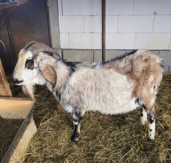 Anglonubijsky cap - 3