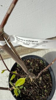 Magnólia Alexandrina 170 cm - 3