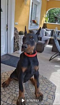 DOBERMAN ŠTENIATKA S FCI P.P. - 3