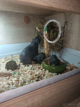 Skinny morčatá ( samičky) - 3
