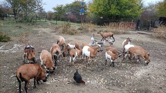 Predám Kamerúnske ovce - 3