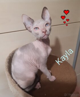 Don Sphynx Mačiatka - 3