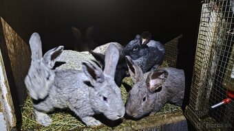 Predám králiky - 3