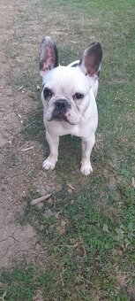 Francuzsky buldocek - 3