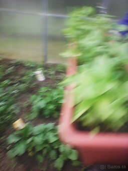 PLANTA PAPRIKA - 3