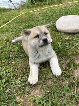 Akita inu - 3