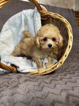 Maltipoo - 3
