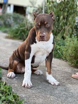 American bully xl - 3