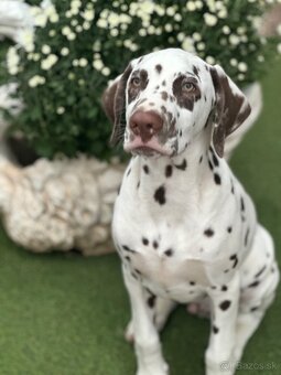 Dalmatínsky pes - 3