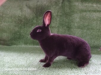 Králiky - 3