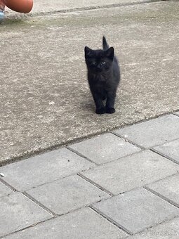 Darujem dvoch kocúrikov - 3