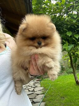 Pomeranian s pp FCI - 3