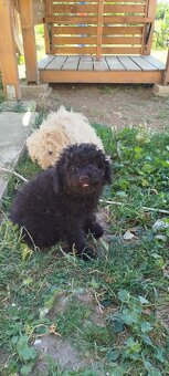 Puli na predaj/ Eladó puli kölykök - 3