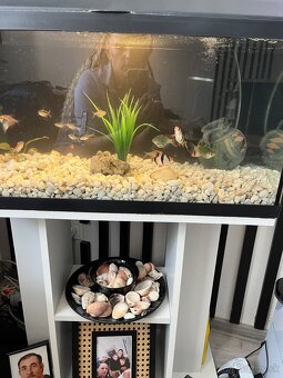 Predám aquarium aj zo skrinkou - 3