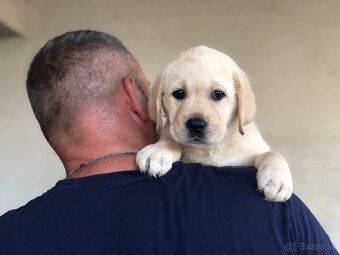 Labrador retriever - 3